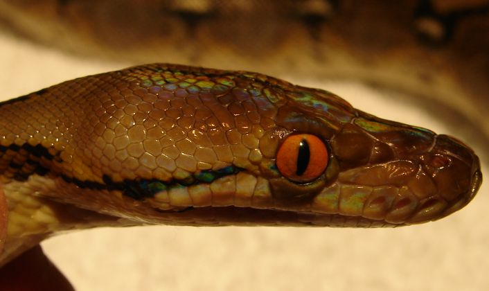 copper snake
